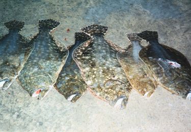 Flounder Gigging