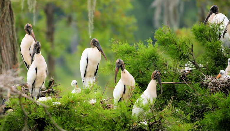 Storke Wetland