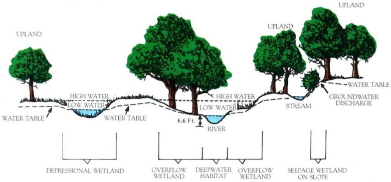 The depression on the left would be considered an “isolated wetland” because it isn’t directly connected to the river in the center yet sits on a low spot on the water table. Illustration: U.S. Fish and Wildlife Service