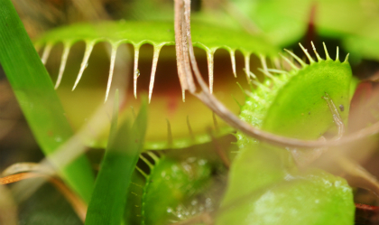 Caring for your Venus Flytrap – NC Coastal Land Trust