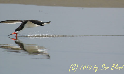 Sam's Field Notes: The Black Skimmer