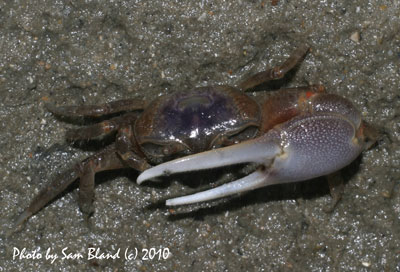 Sam's Field Notes: Sand Fiddler Crab